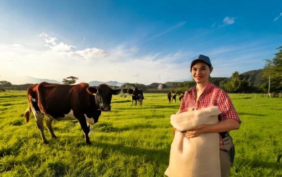 Healthy cattle grazing in a lush pasture with feed supplements.